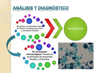 Muestras comprenden haces
en fresco, muestras de moco
y exudados fecales
MUESTRAS
En el examen
microscópico: Presencia
aumentada de leucocitos
fecales y eritrocitos.
 