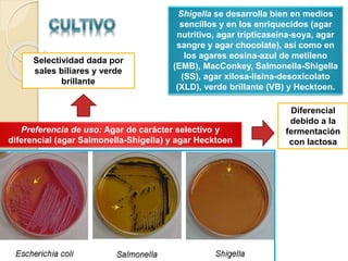 Shigella se desarrolla bien en medios
sencillos y en los enriquecidos (agar
nutritivo, agar tripticaseína-soya, agar
sangre y agar chocolate), así como en
los agares eosina-azul de metileno
(EMB), MacConkey, Salmonella-Shigella
(SS), agar xilosa-lisina-desoxicolato
(XLD), verde brillante (VB) y Hecktoen.
Preferencia de uso: Agar de carácter selectivo y
diferencial (agar Salmonella-Shigella) y agar Hecktoen
Selectividad dada por
sales biliares y verde
brillante
Diferencial
debido a la
fermentación
con lactosa
 