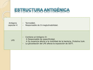 Antígeno
capsular K
- Termolábil.
- Responsable de O-inaglutinabilidad.
LPS
- Contiene al Antígeno O:
 Responsable de especificidad.
 Su ausencia afecta a la motilidad de la bacteria. Proteína IcsA.
- La glicosilación del LPS afecta la exposición de SSTT.
 
