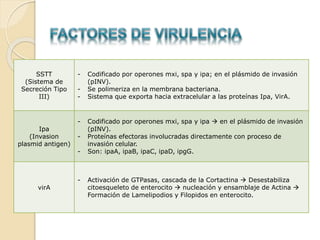 SSTT
(Sistema de
Secreción Tipo
III)
- Codificado por operones mxi, spa y ipa; en el plásmido de invasión
(pINV).
- Se polimeriza en la membrana bacteriana.
- Sistema que exporta hacia extracelular a las proteínas Ipa, VirA.
Ipa
(Invasion
plasmid antigen)
- Codificado por operones mxi, spa y ipa  en el plásmido de invasión
(pINV).
- Proteínas efectoras involucradas directamente con proceso de
invasión celular.
- Son: ipaA, ipaB, ipaC, ipaD, ipgG.
virA
- Activación de GTPasas, cascada de la Cortactina  Desestabiliza
citoesqueleto de enterocito  nucleación y ensamblaje de Actina 
Formación de Lamelipodios y Filopidos en enterocito.
 