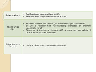 Enterotoxina 1
- Codificada por genes set1A y set1B.
- Relación: fase temprana de diarrea acuosa.
Toxina Shiga
(Stx)
- Se libera durante lisis celular (no es secretada por la bacteria).
- Se une a receptor Gb3 (Globotriaosil) expresado en endotelio
intestinal y renal.
- Citotóxica  inactiva a ribosoma 60S  causa necrosis celular 
ulceración de mucosa intestinal.
Shiga like toxin
(SLT-2)
- Unión a célula blanco en epitelio intestinal.
 