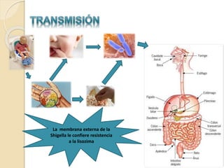 La membrana externa de la
Shigella le confiere resistencia
a la lisozima
 