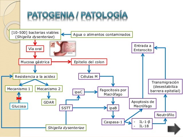 Shigella dysenteriae