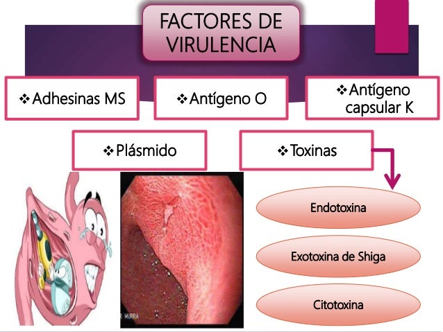 Factores De Virulencia De Shigella Dysenteriae