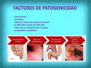 -Enterotóxica
-citotóxica
-Inhibe la síntesis de proteína Lisando
al rARN 28S Lisando al rARN 28S
-Todo esto es producido por S.soniee
en poqueñas cantidades