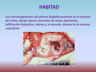 Los microorganismos del género Shigella penetran en la mucosa
del colon, donde causan secreción de moco, hiperemia,
infiltración linfocítica, edema y, a menudo, úlceras de la mucosa
superficial.