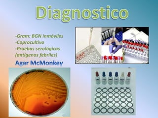 -Gram: BGN inmóviles
-Coprocultivo
-Pruebas serológicas
(antígenos febriles)