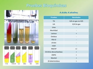 TSI
Pruebas Resultados
TSI K/A sin gas no H2S
LIA K/A Sin gas
Urea -
Movilidad -
Lactosa +
Oxidasa -
PEA-D -
citrato -
indol -
RM/VP +/-
Ornitina descarboxilasa +
ONPG +
Manitol +
β-Galactosidasa +
A.ácido; K.alcalino;