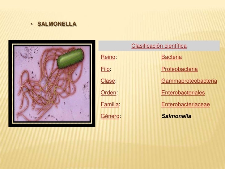 Shigella y salmonella