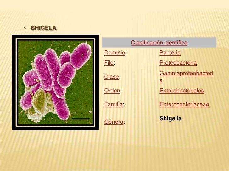 Shigella y salmonella