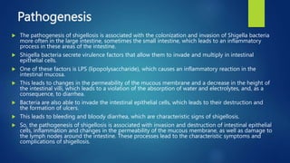 Pathogenesis
 The pathogenesis of shigellosis is associated with the colonization and invasion of Shigella bacteria
more often in the large intestine, sometimes the small intestine, which leads to an inflammatory
process in these areas of the intestine.
 Shigella bacteria secrete virulence factors that allow them to invade and multiply in intestinal
epithelial cells.
 One of these factors is LPS (lipopolysaccharide), which causes an inflammatory reaction in the
intestinal mucosa.
 This leads to changes in the permeability of the mucous membrane and a decrease in the height of
the intestinal villi, which leads to a violation of the absorption of water and electrolytes, and, as a
consequence, to diarrhea.
 Bacteria are also able to invade the intestinal epithelial cells, which leads to their destruction and
the formation of ulcers.
 This leads to bleeding and bloody diarrhea, which are characteristic signs of shigellosis.
 So, the pathogenesis of shigellosis is associated with invasion and destruction of intestinal epithelial
cells, inflammation and changes in the permeability of the mucous membrane, as well as damage to
the lymph nodes around the intestine. These processes lead to the characteristic symptoms and
complications of shigellosis.
 