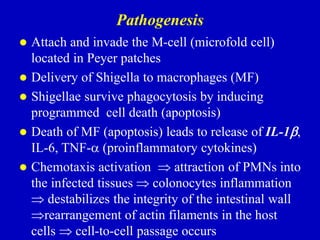 Pathogenesis
 Attach and invade the М-cell (microfold cell)
located in Peyer patches
 Delivery of Shigella to macrophages (МF)
 Shigellae survive phagocytosis by inducing
programmed cell death (apoptosis)
 Death of MF (apoptosis) leads to release of IL-1,
IL-6, TNF- (proinflammatory cytokines)
 Chemotaxis activation  attraction of PMNs into
the infected tissues  colonocytes inflammation
 destabilizes the integrity of the intestinal wall
rearrangement of actin filaments in the host
cells  cell-to-cell passage occurs
 