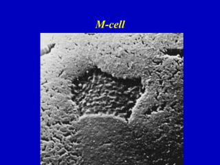 M-cell
 
