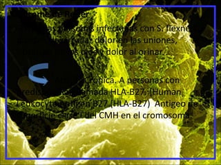 Sindrome de Reiter
• 3% de las personas infectadas con S. flexneri
pueden desarrollar dolor en las uniones,
irritacion de los ojos y dolor al orinar.
Artritis Crónica. A personas con
predisposicion llamada HLA-B27. [Human
Leukocyte Antigen B27 (HLA-B27) Antigeo de
superficie clase I del CMH en el cromosoma.
 