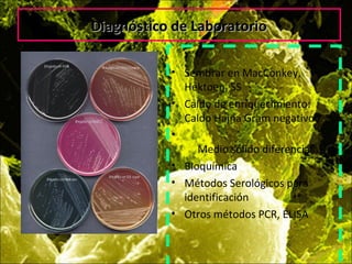 Diagnóstico de LaboratorioDiagnóstico de Laboratorio
• Sembrar en MacConkey,
Hektoen, SS
• Caldo de enriquecimiento:
Caldo Hajna Gram negativo
•
Medio sólido diferencial
• Bioquímica
• Métodos Serológicos para
identificación
• Otros métodos PCR, ELISA
 