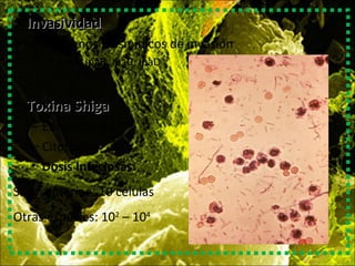 • InvasividadInvasividad
– Antígenos plasmídicos de invasión
• IpaA, IpaB, IpaC, IpaD
• Toxina ShigaToxina Shiga
– Enterotoxina
– Citotoxina
• Dosis Infeciosas:
S. dysenteriae: 10 células
Otras especies: 102
– 104
 