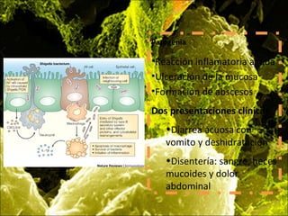 Patogenia
•Reacción inflamatoria aguda
•Ulceración de la mucosa
•Formación de abscesos
Dos presentaciones clínicas
•Diarrea acuosa con
vomito y deshidratación
•Disentería: sangre, heces
mucoides y dolor
abdominal
 