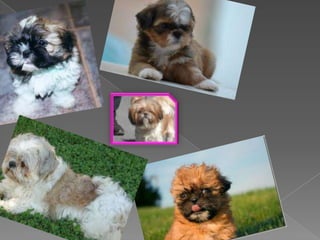 Shih tzu ainhoa