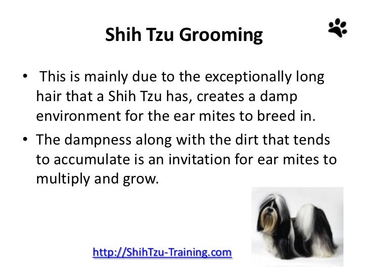 cleaning shih tzu ears shih tzu grooming grooming and caring for shih tzu ears cleaning shih tzu ears shih tzu grooming grooming and caring for shih tzu ears
