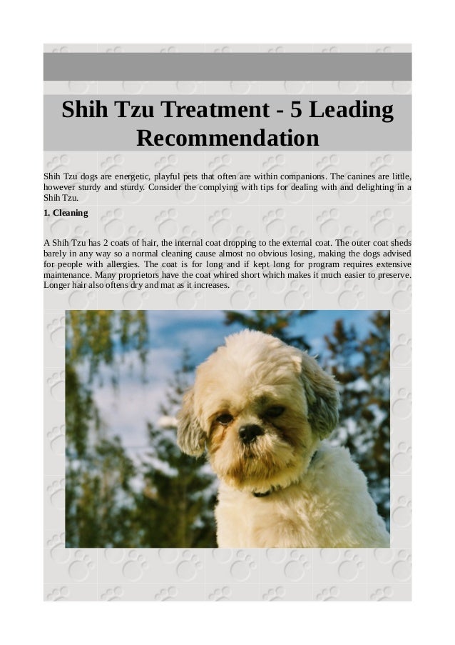Shih Tzu Treatment 5 Leading