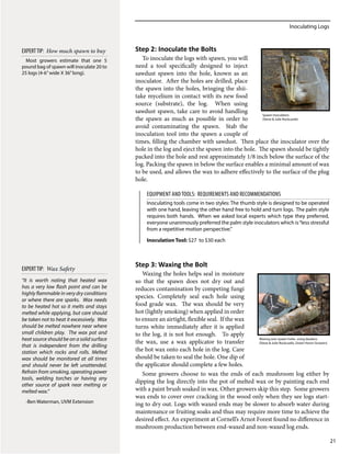 Inoculating Logs
21
Step 2: Inoculate the Bolts
To inoculate the logs with spawn, you will
need a tool specifically designed to inject
sawdust spawn into the hole, known as an
inoculator. After the holes are drilled, place
the spawn into the holes, bringing the shii-
take mycelium in contact with its new food
source (substrate), the log. When using
sawdust spawn, take care to avoid handling
the spawn as much as possible in order to
avoid contaminating the spawn. Stab the
inoculation tool into the spawn a couple of
times, filling the chamber with sawdust. Then place the inoculator over the
hole in the log and eject the spawn into the hole. The spawn should be tightly
packed into the hole and rest approximately 1/8 inch below the surface of the
log. Packing the spawn in below the surface enables a minimal amount of wax
to be used, and allows the wax to adhere effectively to the surface of the plug
hole.
Step 3: Waxing the Bolt
Waxing the holes helps seal in moisture
so that the spawn does not dry out and
reduces contamination by competing fungi
species. Completely seal each hole using
food grade wax. The wax should be very
hot (lightly smoking) when applied in order
to ensure an airtight, flexible seal. If the wax
turns white immediately after it is applied
to the log, it is not hot enough. To apply
the wax, use a wax applicator to transfer
the hot wax onto each hole in the log. Care
should be taken to seal the hole. One dip of
the applicator should complete a few holes.
Some growers choose to wax the ends of each mushroom log either by
dipping the log directly into the pot of melted wax or by painting each end
with a paint brush soaked in wax. Other growers skip this step. Some growers
wax ends to cover over cracking in the wood only when they see logs start-
ing to dry out. Logs with waxed ends may be slower to absorb water during
maintenance or fruiting soaks and thus may require more time to achieve the
desired effect. An experiment at Cornell’s Arnot Forest found no difference in
mushroom production between end-waxed and non-waxed log ends.
“It is worth noting that heated wax
has a very low flash point and can be
highly flammable in very dry conditions
or where there are sparks. Wax needs
to be heated hot so it melts and stays
melted while applying, but care should
be taken not to heat it excessively. Wax
should be melted nowhere near where
small children play. The wax pot and
heat source should be on a solid surface
that is independent from the drilling
station which rocks and rolls. Melted
wax should be monitored at all times
and should never be left unattended.
Refrain from smoking, operating power
tools, welding torches or having any
other source of spark near melting or
melted wax.”
-Ben Waterman, UVM Extension
EXPERTTIP: Wax Safety
Waxing over spawn holes using daubers
(Steve & Julie Rockcastle, Green Heron Growers)
Spawn Inoculators
(Steve & Julie Rockcastle)
Most growers estimate that one 5
pound bag of spawn will inoculate 20 to
25 logs (4-6”wide X 36”long).
EXPERTTIP: How much spawn to buy
Inoculating tools come in two styles: The thumb style is designed to be operated
with one hand, leaving the other hand free to hold and turn logs. The palm style
requires both hands. When we asked local experts which type they preferred,
everyone unanimously preferred the palm style inoculators which is“less stressful
from a repetitive motion perspective.”
Inoculation Tool: $27 to $30 each
EQUIPMENT ANDTOOLS: Requirements and Recommendations
 
