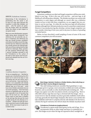 Spawn Run & Incubation
28
Fungal Competitors
Sometimes conditions are ideal and fungal competitors still become estab-
lished in your logs. If this is the case, all is not lost ... and your logs, in all
likelihood, will still produce shiitakes. The shiitake mycelium can coexist with
competitors to some degree and although we cannot offer you a definitive
treatise on how to deal with these competitors, we can suggest that you con-
tinue to care for your logs. It is often the case that your logs will still produce
shiitakes although their ultimate production may be somewhat compromised.
However if any production log does develop a serious fungal competitor you
may consider removing it from your yard to decrease its chance of spreading
unwanted spores.
Below, we have described a small sampling of some of some of the most
common competitors you will encounter.
Black Bulgur, Bachelor’s Buttons or Rubber Buttons, Black Jelly Drops or
Poor Man’s Licorice (Bulgaria Inquinans)
This odd-looking mushroom resembles black gumdrops or cups.
This fungus grows in groups, most commonly on felled oak trunks and fallen
branches, and occasionally on other dead hardwoods including ash. This
fungus may appear soon after inoculation entirely covering the log. There is
often little advance sign that your log is colonized with this fungus. Be as-
sured, however, that the shiitake mycelium generally establishes itself well in
such logs; generally the black bulgar dissipates after about a year and the shii-
take establishes itself well. It competes directly with shiitake to be the first to
colonize the log for nutrients, but will not attack the shiitake mycelium itself.
Trichoderma (Trichoderma longibrachiatum)
Tricoderma is a green mold which grows on the end of logs. It is a
mycoparasite (feeds on other fungi) and hence is a potential con-
cern. This fungus occurs when the logs are exposed to direct sunlight for at
1 2
5
3
(1, 3, 5 - Steve Sierigk, Hawk Meadow; 2,4, -Steve and Julie Rockcastle, Green Heron Growers
4
Determining if the trichoderma is
penetrating into the wood is not
as easy as it may seem because the
mycelium is white (like shiitake), not
green – only the spores are green,
and the fungus does not sporulate
within the wood, so don’t expect to
see green wood.
What are some Northeastern growers
really doing about tricoderma? Two
references do not prescribe any ac-
tion or treatment, two references say
that you should increase ventilation
and reduce humidity around the logs,
and the last two references state that
you should remove the infected logs,
with one of those stating that the logs
should be destroyed. Many growers
are also spraying infected logs with
5 percent hydrogen peroxide to kill
the Trichoderma on the surface of
the bark so that spores won’t be pro-
duced and released into the air to in-
fect new logs.
EXPERTTIPS: Trichoderma Treatment
“As far as competitors go ... I feel like hy-
poxylon got a foothold during the 2012
spawn run in some of my logs as I was
inoculating late into the season and it
was so hot and dry. I have read that hy-
poxylon is not compatible with shiitake
colonization and have taken these badly
affected logs out of the yard ... some
have minor shiitake colonization but are
not worth managing. I have had minor
amounts of hypoxylon pop up over the
years especially in one of my yards that
gets a bit too much sun. Also split gill
fungus seems to have been a problem
on my oak logs that also got too much
sunlight during the late attempts at in-
oculation…shiitake and split gill some-
whatcoexistbutitseemstoreallyreduce
yields. All the more reason to get on in-
oculation early. “
-Steve Sierigk, Hawk Meadow Farm
EXPERTTIPS:
Conditions that favor Competitors
1
2
 