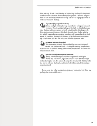 Spawn Run & Incubation
29
least one day. It may cause damage by producing antifungal compounds
that lead to the cessation of shiitake mycelial growth. Warmer tempera-
tures or low moisture content inside logs can lead to high populations of
trichoderma inside the logs.
Hypoxlyon (Hypoxlyon truncatum)
Direct sunlight hitting the logs is conducive to hypoxylon devel-
opment. Direct sunlight falling on the bark of shiitake logs can
raise the internal temperatures to levels which inhibit shiitake growth.
Hypoxlyon competition over shiitake is favored when the log is fairly
dry which is a good reason to keep your logs well hydrated as described
above. It competes directly with shiitake to be the first to colonize the
log for nutrients, but will not attack the shiitake mycelium itself.
Turkey Tail (Coriolus versicolor)
This mushroom is easily distinguished by concentric rings of
brown, rust, and black zones. It competes directly with shiitake
to be the first to colonize the log for nutrients, but will not attack the shii-
take mycelium itself.
Split Gill fungus (Schizophyllum commune)
A very common fungus has a shell shaped with white gills.
Prefers dry conditions, especially favored when direct sunlight
strikes during the hot, dry season. It competes directly with shiitake to be
the first to colonize the log for nutrients, but will not attack the shiitake
mycelium itself.
There are a few other competitors you may encounter but these are
perhaps the most notable ones.
4
5
3
 