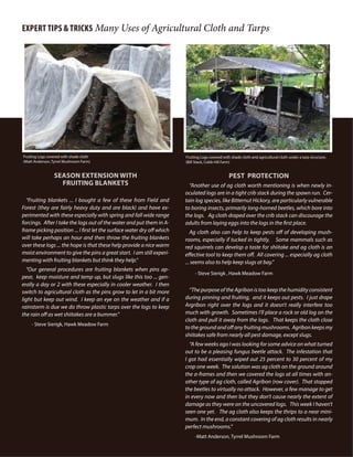 Forcing Bolts
36
Expert Tips & Tricks Many Uses of Agricultural Cloth and Tarps
pest Protection
“Another use of ag cloth worth mentioning is when newly in-
oculated logs are in a tight crib stack during the spawn run. Cer-
tain log species, like Bitternut Hickory, are particularly vulnerable
to boring insects, primarily long-horned beetles, which bore into
the logs. Ag cloth draped over the crib stack can discourage the
adults from laying eggs into the logs in the first place.
Ag cloth also can help to keep pests off of developing mush-
rooms, especially if tucked in tightly. Some mammals such as
red squirrels can develop a taste for shiitake and ag cloth is an
effective tool to keep them off. All covering ... especially ag cloth
... seems also to help keep slugs at bay.”
- Steve Sierigk , Hawk Meadow Farm
“The purpose of the Agribon is too keep the humidity consistent
during pinning and fruiting, and it keeps out pests. I just drape
Argribon right over the logs and it doesn’t really interfere too
much with growth. Sometimes I’ll place a rock or old log on the
cloth and pull it away from the logs. That keeps the cloth close
to the ground and off any fruiting mushrooms. Agribon keeps my
shiitakes safe from nearly all pest damage, except slugs.
“A few weeks ago I was looking for some advice on what turned
out to be a pleasing fungus beetle attack. The infestation that
I got had essentially wiped out 25 percent to 30 percent of my
crop one week. The solution was ag cloth on the ground around
the a-frames and then we covered the logs at all times with an-
other type of ag cloth, called Agribon (row cover). That stopped
the beetles to virtually no attack. However, a few manage to get
in every now and then but they don’t cause nearly the extent of
damage as they were on the uncovered logs. This week I haven’t
seen one yet. The ag cloth also keeps the thrips to a near mini-
mum. In the end, a constant covering of ag cloth results in nearly
perfect mushrooms.”
-Matt Anderson, Tyrrel Mushroom Farm
Fruiting Logs covered with shade cloth
(Matt Anderson, Tyrrel Mushroom Farm)
Season Extension with
fruiting Blankets
“Fruiting blankets ... I bought a few of these from Field and
Forest (they are fairly heavy duty and are black) and have ex-
perimented with these especially with spring and fall wide range
forcings. After I take the logs out of the water and put them in A-
frame picking position ... I first let the surface water dry off which
will take perhaps an hour and then throw the fruiting blankets
over these logs ... the hope is that these help provide a nice warm
moist environment to give the pins a great start. I am still experi-
menting with fruiting blankets but think they help.“
“Our general procedures are fruiting blankets when pins ap-
pear, keep moisture and temp up, but slugs like this too ... gen-
erally a day or 2 with these especially in cooler weather. I then
switch to agricultural cloth as the pins grow to let in a bit more
light but keep out wind. I keep an eye on the weather and if a
rainstorm is due we do throw plastic tarps over the logs to keep
the rain off as wet shiitakes are a bummer.”
- Steve Sierigk, Hawk Meadow Farm
Fruiting Logs covered with shade cloth and agricultural cloth under a tarp structure.
(Bill Stack, Cobb Hill Farm)
 