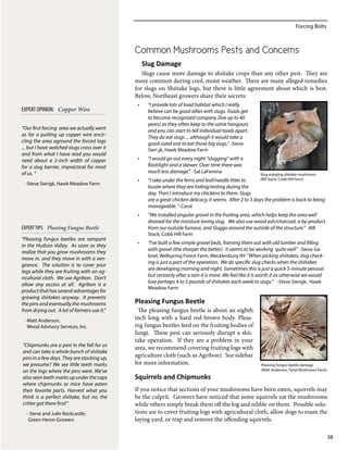 Forcing Bolts
38
Common Mushrooms Pests and Concerns
Slug Damage
Slugs cause more damage to shiitake crops than any other pest. They are
more common during cool, moist weather. There are many alleged remedies
for slugs on Shiitake logs, but there is little agreement about which is best.
Below, Northeast growers share their secrets:
•	 “I provide lots of toad habitat which I really
believe can be good allies with slugs. Toads get
to become recognized company (live up to 40
years) as they often keep to the same hangouts
and you can start to tell individual toads apart.
They do eat slugs ... although it would take a
good-sized one to eat those big slugs.” -Steve
Sierigk, Hawk Meadow Farm
•	 “I would go out every night “slugging” with a
flashlight and a skewer. Over time there was
much less damage.” -Sal LaFemina
•	 “I rake under the ferns and leaf/needle litter to
locate where they are hiding/resting during the
day. Then I introduce my chickens to them. Slugs
are a great chicken delicacy, it seems. After 2 to 3 days the problem is back to being
manageable. “-Carol
•	 “We installed angular gravel in the fruiting area, which helps keep the area well
drained for the moisture loving slug. We also use wood ash/charcoal, a by-product
from our outside furnace, and Sluggo around the outside of the structure.” -Bill
Stack, Cobb Hill Farm
•	 “I’ve built a few simple gravel beds, framing them out with old lumber and filling
with gravel (the sharper the better). It seems to be working quite well” -Steve Ga-
briel, Wellspring Forest Farm, Mecklenburg NY “When picking shiitakes, slug check-
ing is just a part of the operation. We do specific slug checks when the shiitakes
are developing morning and night. Sometimes this is just a quick 5-minute perusal
but certainly after a rain it is more. We feel like it is worth it as otherwise we would
lose perhaps 4 to 5 pounds of shiitakes each week to slugs.” -Steve Sierigk, Hawk
Meadow Farm
Pleasing Fungus Beetle
The pleasing fungus beetle is about an eighth
inch long with a hard red-brown body. Pleas-
ing fungus beetles feed on the fruiting bodies of
fungi. These pest can seriously disrupt a shii-
take operation. If they are a problem in your
area, we recommend covering fruiting logs with
agriculture cloth (such as Agribon). See sidebar
for more information.
Squirrels and Chipmunks
If you notice that sections of your mushrooms have been eaten, squirrels may
be the culprit. Growers have noticed that some squirrels eat the mushrooms
while others simply break them off the log and nibble on them. Possible solu-
tions are to cover fruiting logs with agricultural cloth, allow dogs to roam the
laying yard, or trap and remove the offending squirrels.
Slug enjoying shiitake mushroom.
(Bill Stack, Cobb Hill Farm)
“Our first forcing area we actually went
as far a putting up copper wire encir-
cling the area aground the forced logs
... but I have watched slugs cross over it
and from what I have read you would
need about a 2-inch width of copper
for a slug barrier, impractical for most
of us. “
-Steve Sierigk, Hawk Meadow Farm
EXPERT OPINION: Copper Wire
Pleasing fungus beetle damage
(Matt Anderson, Tyrrel Mushroom Farm)
EXPERTTIPS: Pleasing Fungus Beetle
“Pleasing fungus beetles are rampant
in the Hudson Valley. As soon as they
realize that you grow mushrooms they
move in, and they move in with a ven-
geance. The solution is to cover your
logs while they are fruiting with an ag-
ricultural cloth. We use Agribon. Don’t
allow any access at all. Agribon is a
productthathasseveraladvantagesfor
growing shiitakes anyway. It prevents
the pins and eventually the mushrooms
from drying out. A lot of farmers use it.”
-Matt Anderson,
Wood Advisory Services, Inc.
“Chipmunks are a pest in the fall for us
and can take a whole bunch of shiitake
pins in a few days. They are stocking up,
we presume? We see little teeth marks
on the logs where the pins were. We’ve
also seen teeth marks up under the caps
where chipmunks or mice have eaten
their favorite parts. Harvest what you
think is a perfect shiitake, but no, the
critter got there first!”
- Steve and Julie Rockcastle,
Green Heron Growers
 