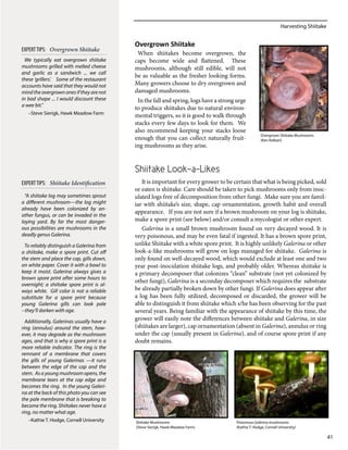 Harvesting Shiitake
41
Overgrown Shiitake
When shiitakes become overgrown, the
caps become wide and flattened. These
mushrooms, although still edible, will not
be as valuable as the fresher looking forms.
Many growers choose to dry overgrown and
damaged mushrooms.
In the fall and spring, logs have a strong urge
to produce shiitakes due to natural environ-
mental triggers, so it is good to walk through
stacks every few days to look for them. We
also recommend keeping your stacks loose
enough that you can collect naturally fruit-
ing mushrooms as they arise.
Shiitake Look-a-Likes
It is important for every grower to be certain that what is being picked, sold
or eaten is shiitake. Care should be taken to pick mushrooms only from inoc-
ulated logs free of decomposition from other fungi. Make sure you are famil-
iar with shiitake’s size, shape, cap ornamentation, growth habit and overall
appearance. If you are not sure if a brown mushroom on your log is shiitake,
make a spore print (see below) and/or consult a mycologist or other expert.
Galerina is a small brown mushroom found on very decayed wood. It is
very poisonous, and may be even fatal if ingested. It has a brown spore print,
unlike Shiitake with a white spore print. It is highly unlikely Galerina or other
look-a-like mushrooms will grow on logs managed for shiitake. Galerina is
only found on well-decayed wood, which would exclude at least one and two
year post-inoculation shiitake logs, and probably older. Whereas shiitake is
a primary decomposer that colonizes “clean” substrate (not yet colonized by
other fungi), Galerina is a seconday decomposer which requires the substrate
be already partially broken down by other fungi. If Galerina does appear after
a log has been fully utilized, decomposed or discarded, the grower will be
able to distinguish it from shiitake which s/he has been observing for the past
several years. Being familiar with the appearance of shiitake by this time, the
grower will easily note the differences between shiitake and Galerina, in size
(shiitakes are larger), cap ornamentation (absent in Galerina), annulus or ring
under the cap (usually present in Galerina), and of course spore print if any
doubt remains.
Overgrown Shiitake Mushrooms
(Ken Kelban)
EXPERTTIPS: Overgrown Shiitake
We typically eat overgrown shiitake
mushrooms grilled with melted cheese
and garlic as a sandwich ... we call
these ‘grillers’. Some of the restaurant
accounts have said that they would not
mind the overgrown ones if they are not
in bad shape ... I would discount these
a wee bit.”
–Steve Sierigk, Hawk Meadow Farm
Shiitake Mushrooms
(Steve Sierigk, Hawk Meadow Farm)
EXPERTTIPS: Shiitake Identification
“A shiitake log may sometimes sprout
a different mushroom—the log might
already have been colonized by an-
other fungus, or can be invaded in the
laying yard. By far the most danger-
ous possibilities are mushrooms in the
deadly genus Galerina.
To reliably distinguish a Galerina from
a shiitake, make a spore print. Cut off
the stem and place the cap, gills down,
on white paper. Cover it with a bowl to
keep it moist. Galerina always gives a
brown spore print after some hours to
overnight; a shiitake spore print is al-
ways white. Gill color is not a reliable
substitute for a spore print because
young Galerina gills can look pale
--they’ll darken with age.
Additionally, Galerinas usually have a
ring (annulus) around the stem, how-
ever, it may degrade as the mushroom
ages, and that is why a spore print is a
more reliable indicator. The ring is the
remnant of a membrane that covers
the gills of young Galerinas —it runs
between the edge of the cap and the
stem. As a young mushroom opens, the
membrane tears at the cap edge and
becomes the ring. In the young Galeri-
na at the back of this photo you can see
the pale membrane that is breaking to
become the ring. Shiitakes never have a
ring, no matter what age.
–Kathie T. Hodge, Cornell University Poisonous Galerina mushrooms
(Kathie T. Hodge, Cornell University)
 