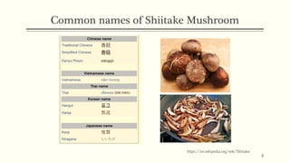 Shiitake - Wikipedia