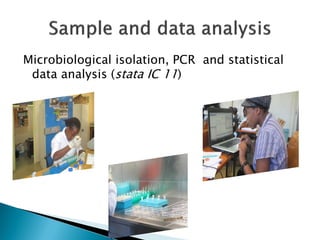 The use of polymerase chain reaction (PCR) to confirm presence of selected pathogenic bacteria along milk value chain in Tanga region
