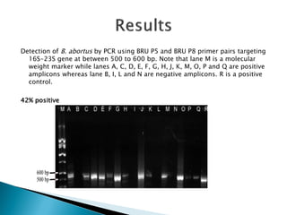 The use of polymerase chain reaction (PCR) to confirm presence of selected pathogenic bacteria along milk value chain in Tanga region