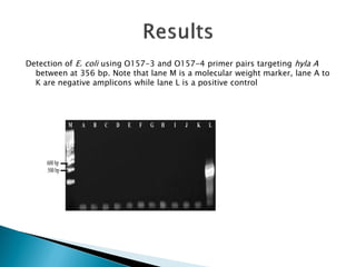 The use of polymerase chain reaction (PCR) to confirm presence of selected pathogenic bacteria along milk value chain in Tanga region