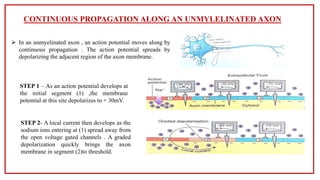 Transmission of Nerve impulses ( physiology)pdf | PDF