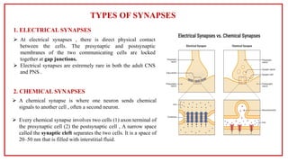 Transmission of Nerve impulses ( physiology)pdf | PDF