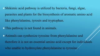 Shikimic acid pathway is utilized by bacteria, fungi, algae,
parasites and plants for the biosynthesis of aromatic amino acid
like phenylalanine, tyrosin and tryptophan.
This pathway is not found in animals.
Animals can synthesize tyrosine from phenylalanine and
therefore it is not an essential amino acid except for individuals
who unable to hydroxylate phenylalanine to tyrosine .
 