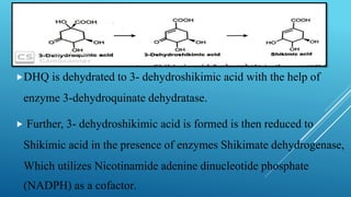 DHQ is dehydrated to 3- dehydroshikimic acid with the help of
enzyme 3-dehydroquinate dehydratase.
 Further, 3- dehydroshikimic acid is formed is then reduced to
Shikimic acid in the presence of enzymes Shikimate dehydrogenase,
Which utilizes Nicotinamide adenine dinucleotide phosphate
(NADPH) as a cofactor.
 