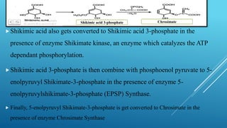 Shikimic acid also gets converted to Shikimic acid 3-phosphate in the
presence of enzyme Shikimate kinase, an enzyme which catalyzes the ATP
dependant phosphorylation.
Shikimic acid 3-phosphate is then combine with phosphoenol pyruvate to 5-
enolpyruvyl Shikimate-3-phosphate in the presence of enzyme 5-
enolpyruvylshikimate-3-phosphate (EPSP) Synthase.
 Finally, 5-enolpyruvyl Shikimate-3-phosphate is get converted to Chrosimate in the
presence of enzyme Chrosimate Synthase
Shikimic acid 3-phosphate Chrosimate
 