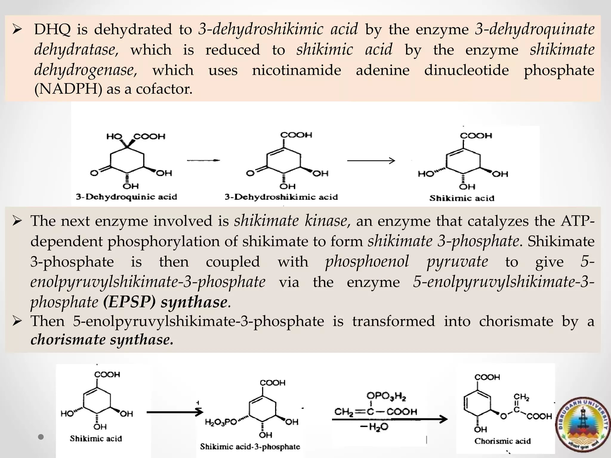  DHQ is dehydrated to 3-dehydroshikimic acid by the enzyme 3-dehydroquinate
dehydratase, which is reduced to shikimic acid by the enzyme shikimate
dehydrogenase, which uses nicotinamide adenine dinucleotide phosphate
(NADPH) as a cofactor.
 The next enzyme involved is shikimate kinase, an enzyme that catalyzes the ATP-
dependent phosphorylation of shikimate to form shikimate 3-phosphate. Shikimate
3-phosphate is then coupled with phosphoenol pyruvate to give 5-
enolpyruvylshikimate-3-phosphate via the enzyme 5-enolpyruvylshikimate-3-
phosphate (EPSP) synthase.
 Then 5-enolpyruvylshikimate-3-phosphate is transformed into chorismate by a
chorismate synthase.
 