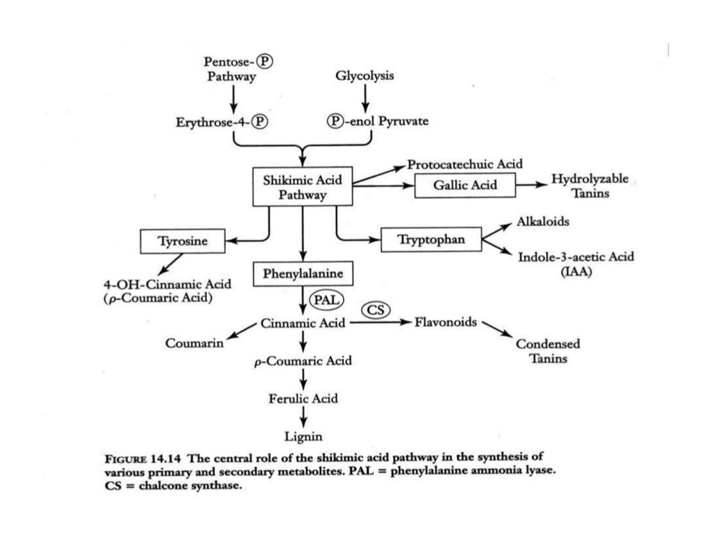 Compazine Pathway Shikimik acid pathway | PDF
