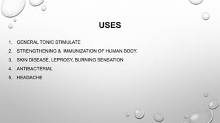 USES
1. GENERAL TONIC STIMULATE
2. STRENGTHENING & IMMUNIZATION OF HUMAN BODY.
3. SKIN DISEASE, LEPROSY, BURNING SENSATION
4. ANTIBACTERIAL
5. HEADACHE