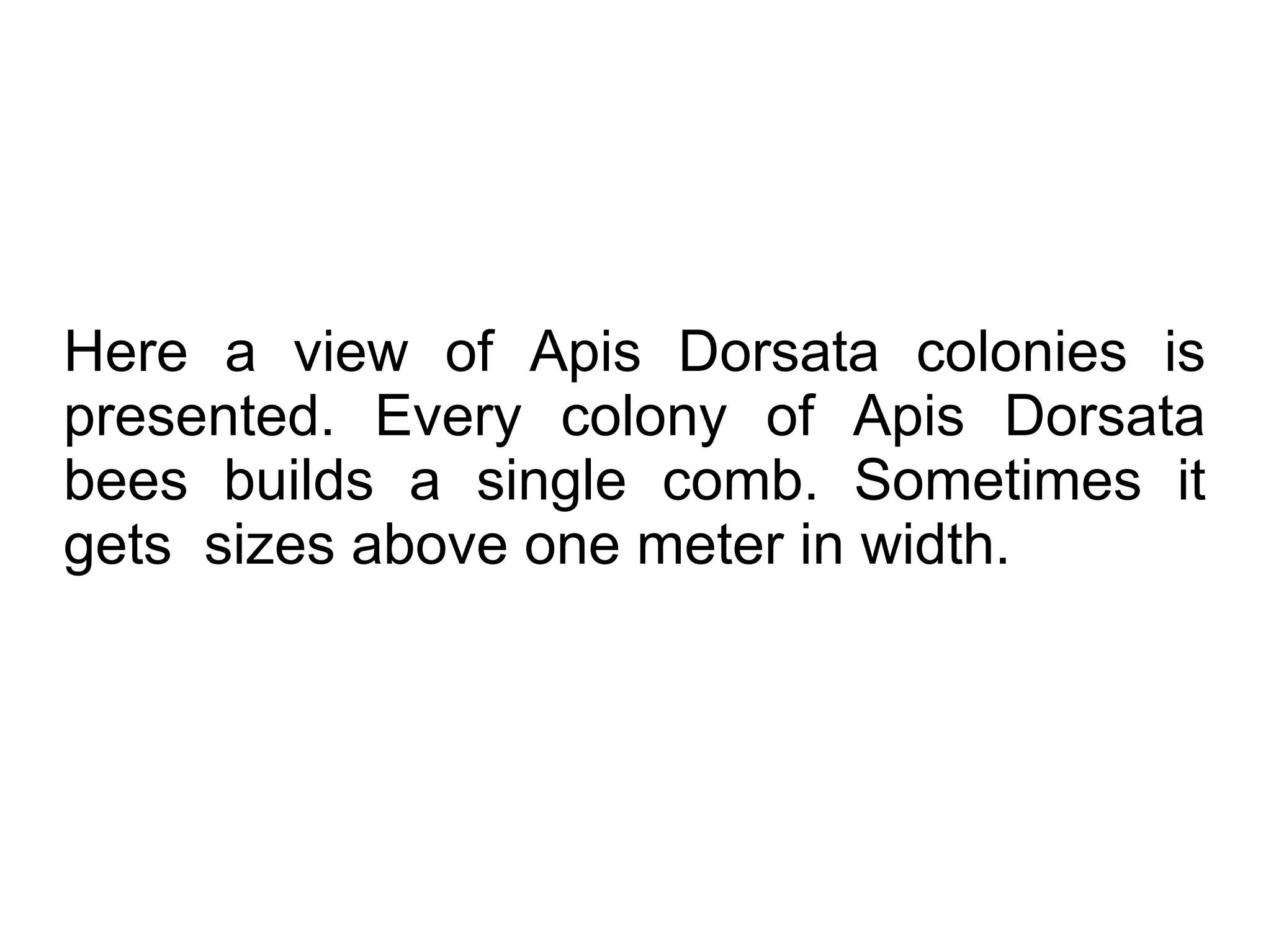 Here a view of Apis Dorsata colonies is
presented. Every colony of Apis Dorsata
bees builds a single comb. Sometimes it
gets sizes above one meter in width.
 