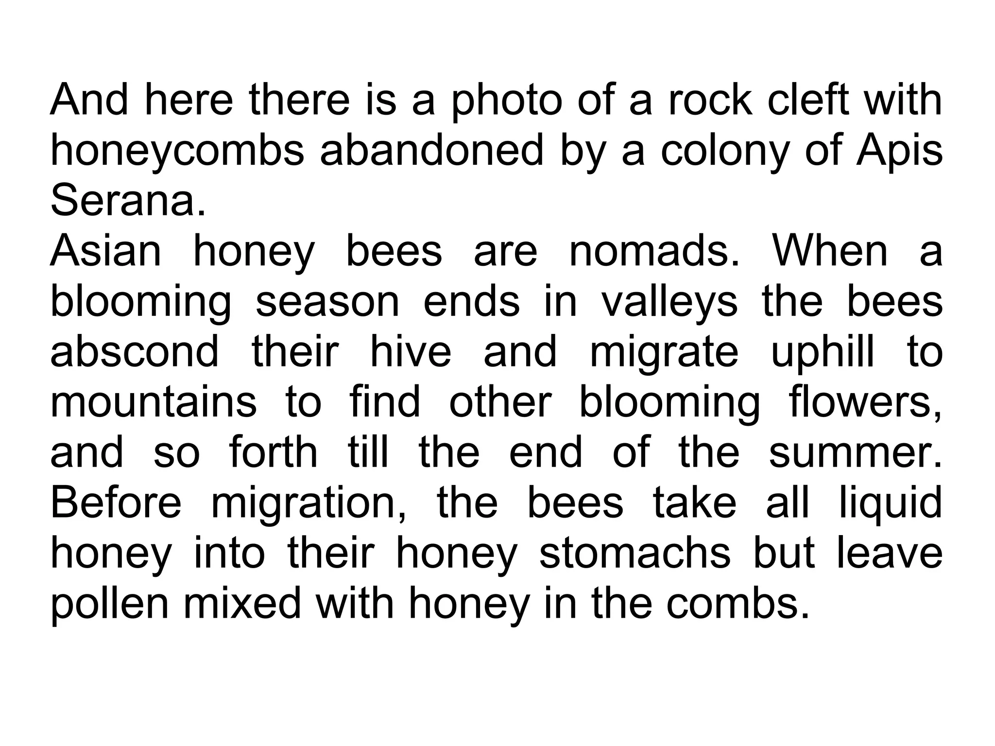 And here there is a photo of a rock cleft with
honeycombs abandoned by a colony of Apis
Serana.
Asian honey bees are nomads. When a
blooming season ends in valleys the bees
abscond their hive and migrate uphill to
mountains to find other blooming flowers,
and so forth till the end of the summer.
Before migration, the bees take all liquid
honey into their honey stomachs but leave
pollen mixed with honey in the combs.
 