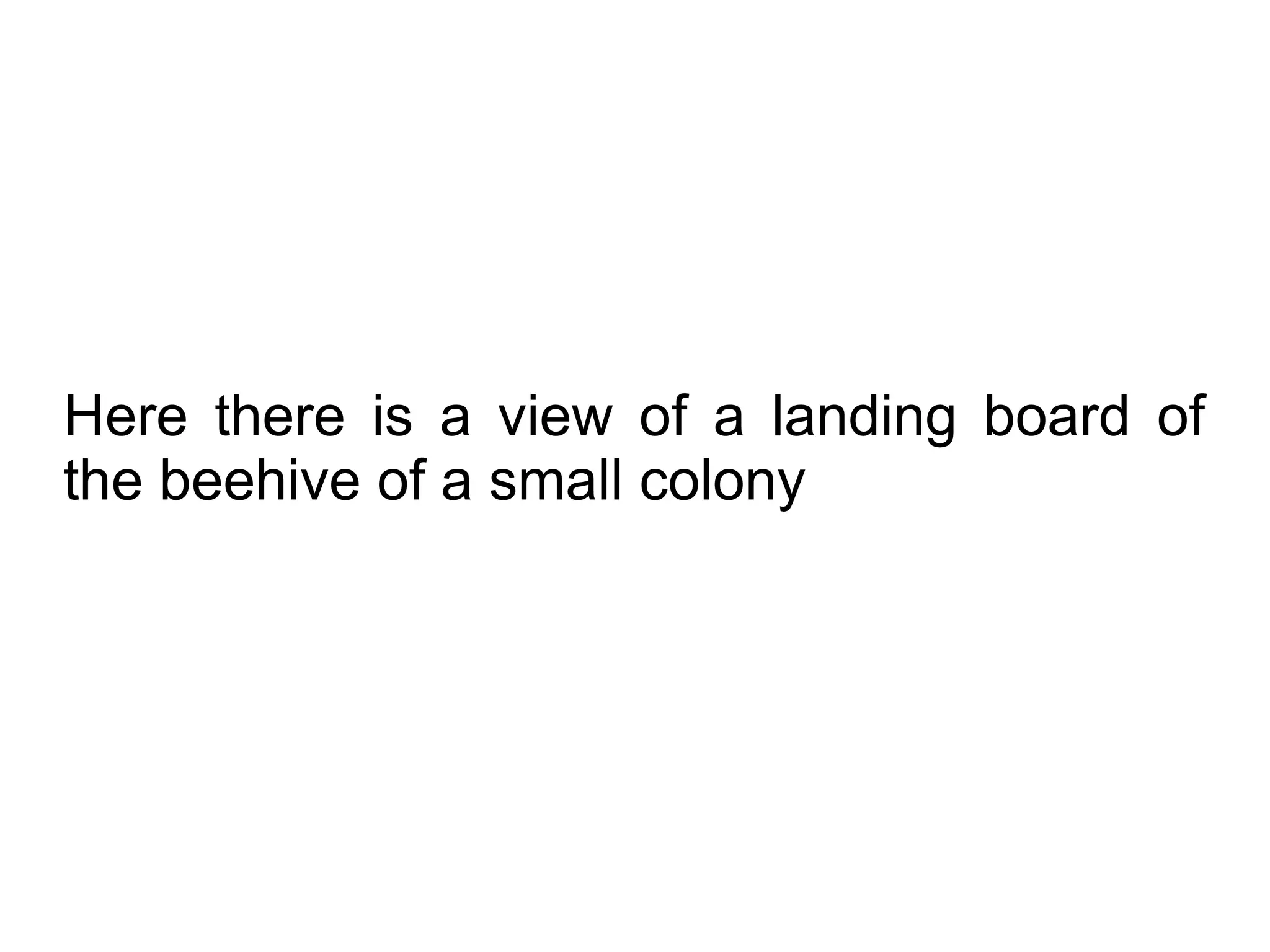 Here there is a view of a landing board of
the beehive of a small colony
 