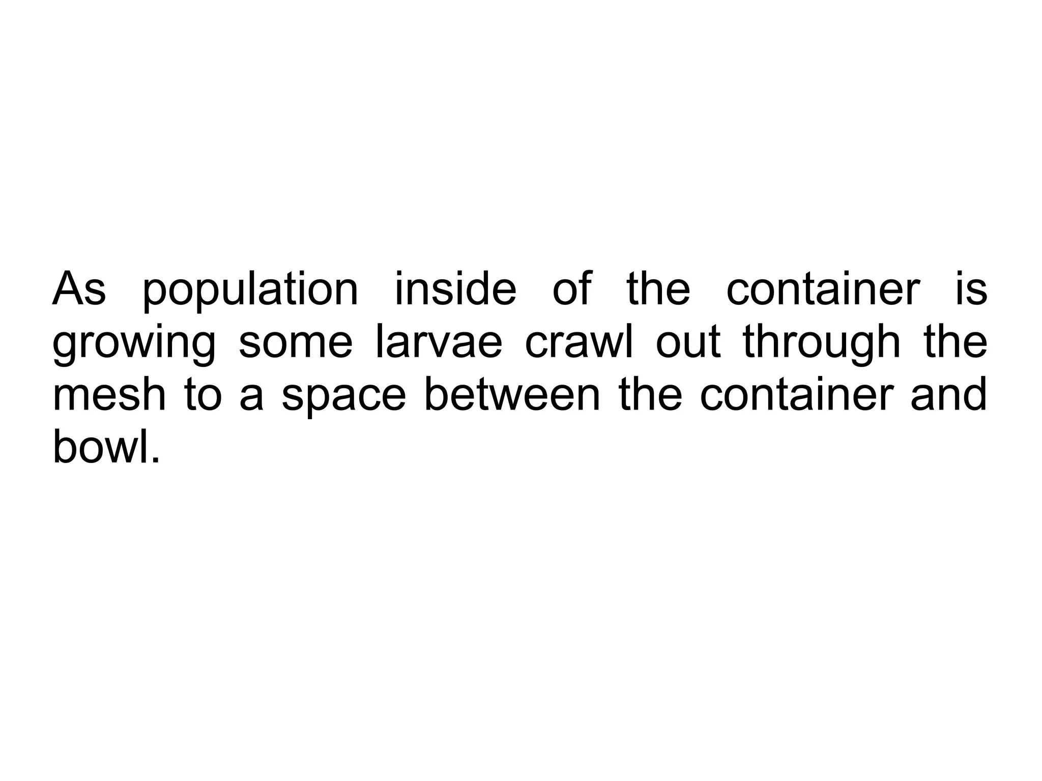 As population inside of the container is
growing some larvae crawl out through the
mesh to a space between the container and
bowl.
 
