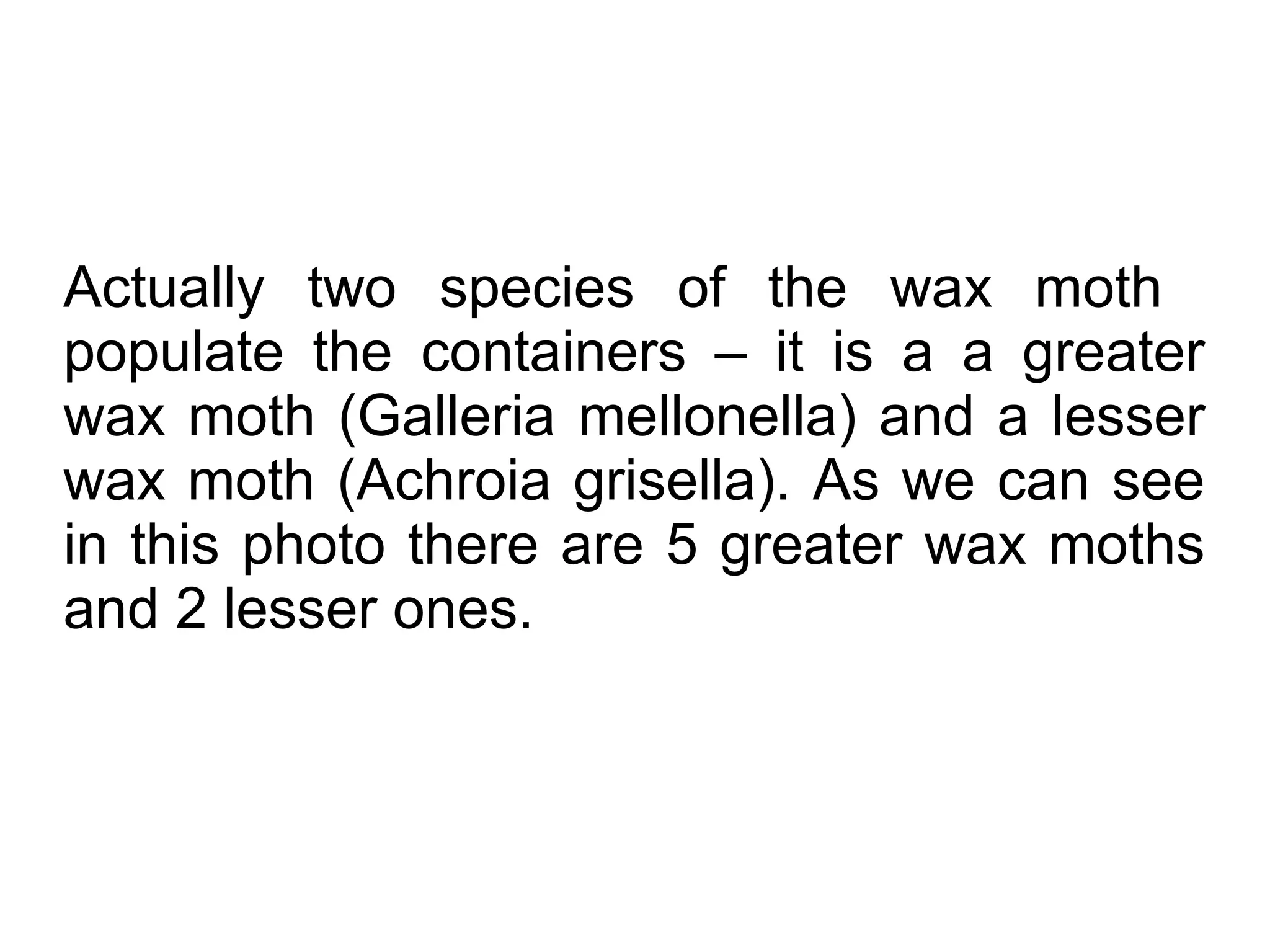 Actually two species of the wax moth
populate the containers – it is a a greater
wax moth (Galleria mellonella) and a lesser
wax moth (Achroia grisella). As we can see
in this photo there are 5 greater wax moths
and 2 lesser ones.
 