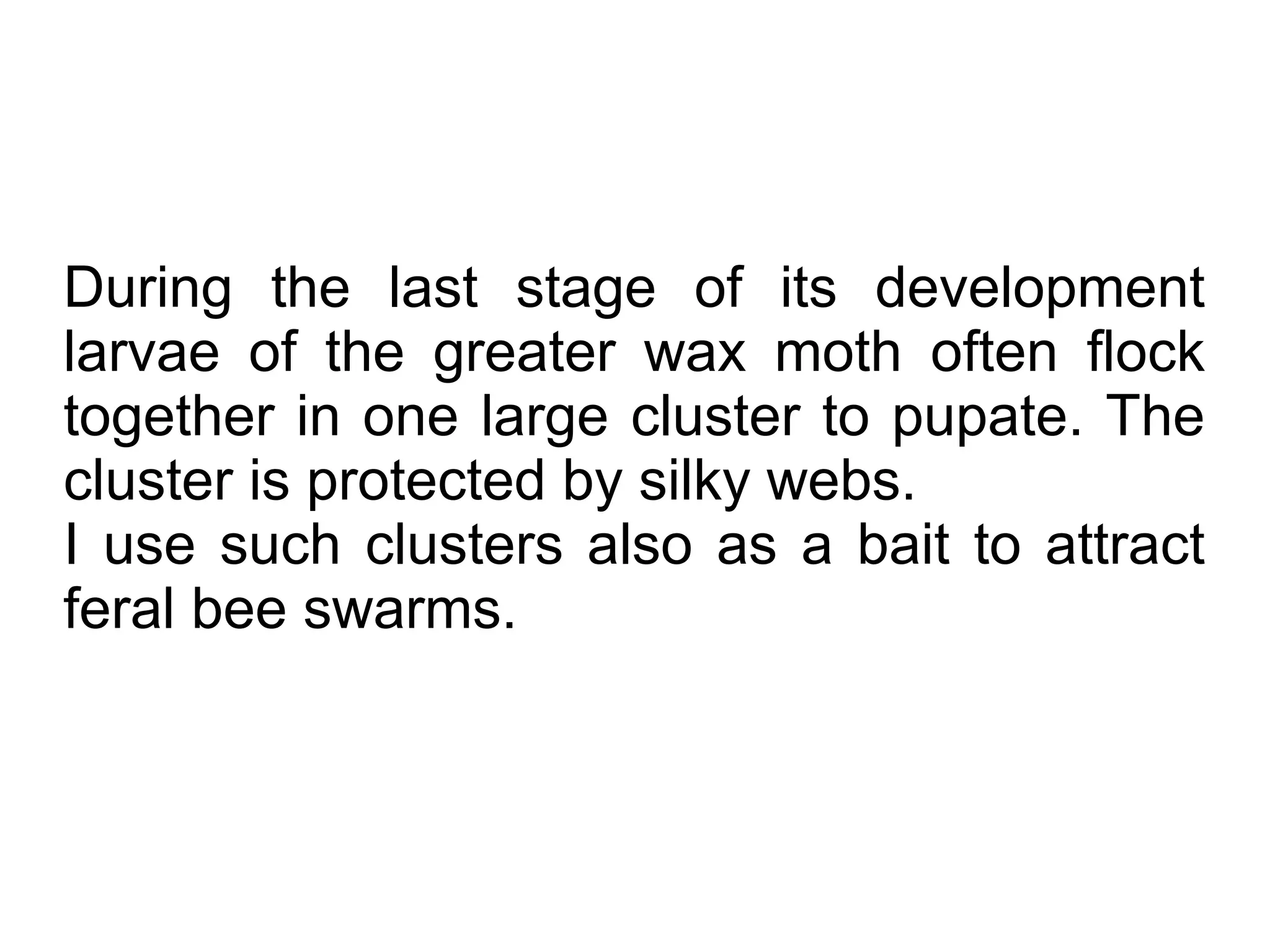 During the last stage of its development
larvae of the greater wax moth often flock
together in one large cluster to pupate. The
cluster is protected by silky webs.
I use such clusters also as a bait to attract
feral bee swarms.
 