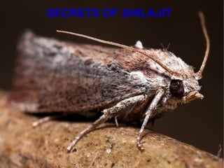 SECRETS OF SHILAJIT
 