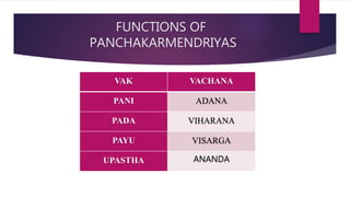 FUNCTIONS OF
PANCHAKARMENDRIYAS
VAK VACHANA
PANI ADANA
PADA VIHARANA
PAYU VISARGA
UPASTHA ANANDA
 